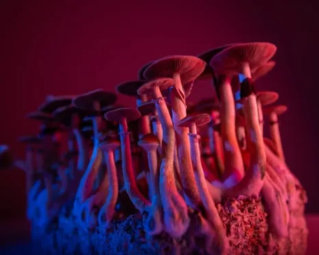 On Drugs by Justin Smith-Ruiu: A Philosophical Journey into Psychedelics
